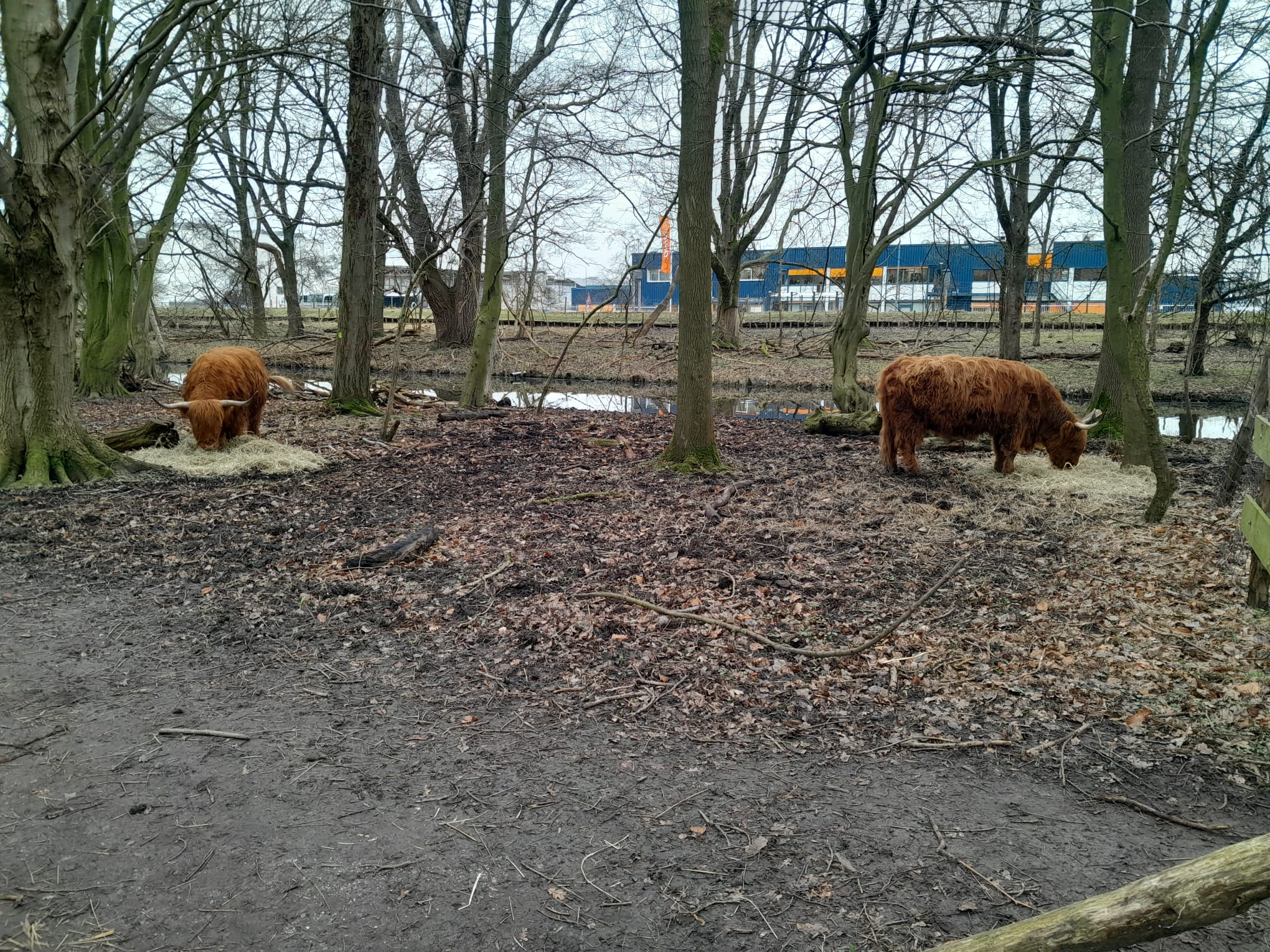 Photo of two eating high cattles in the winter